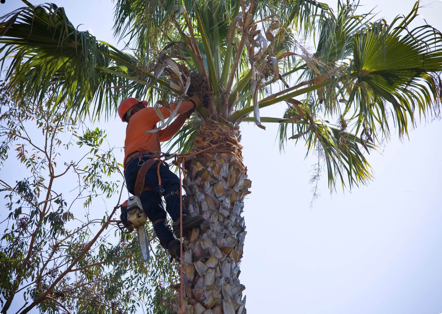 Trimming Trees with Confidence: Online Safety Training