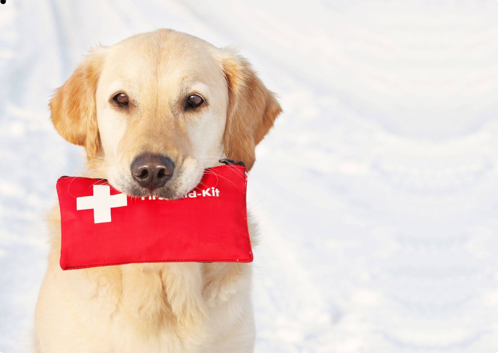 Animal First Aid Certification Course