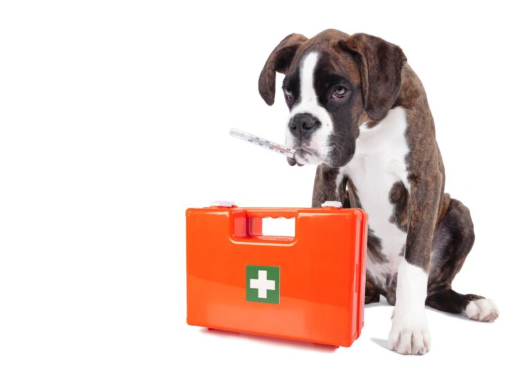 Dog First Aid Certificate