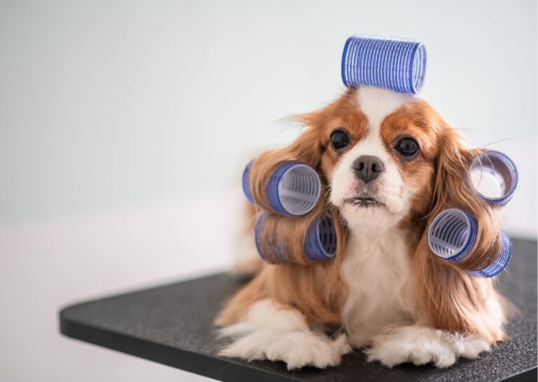 Concepts of Dog Grooming