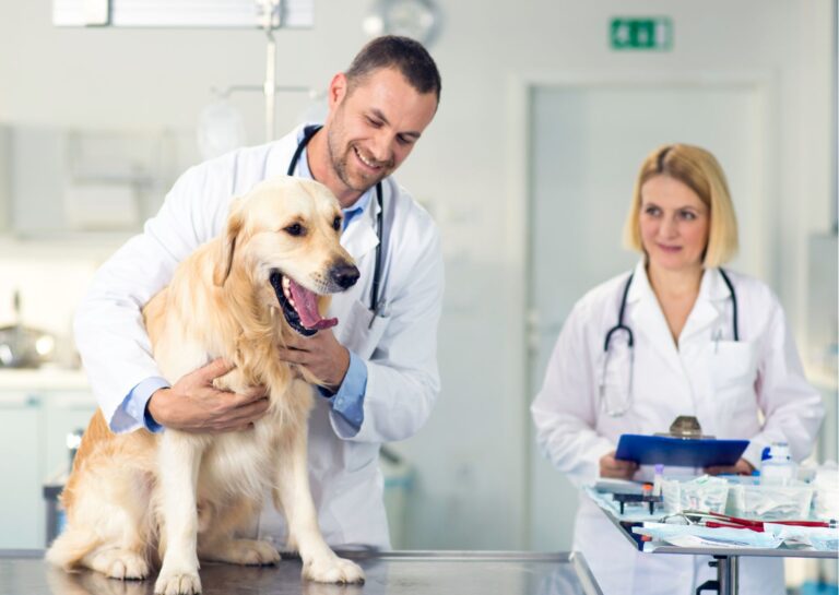 Veterinary Assistant Fundamentals