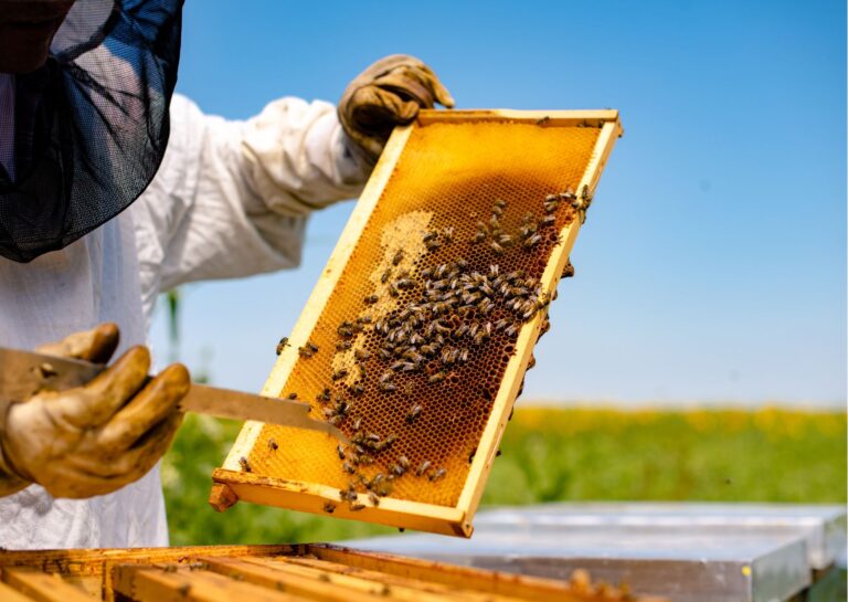 Overview of Beekeeping