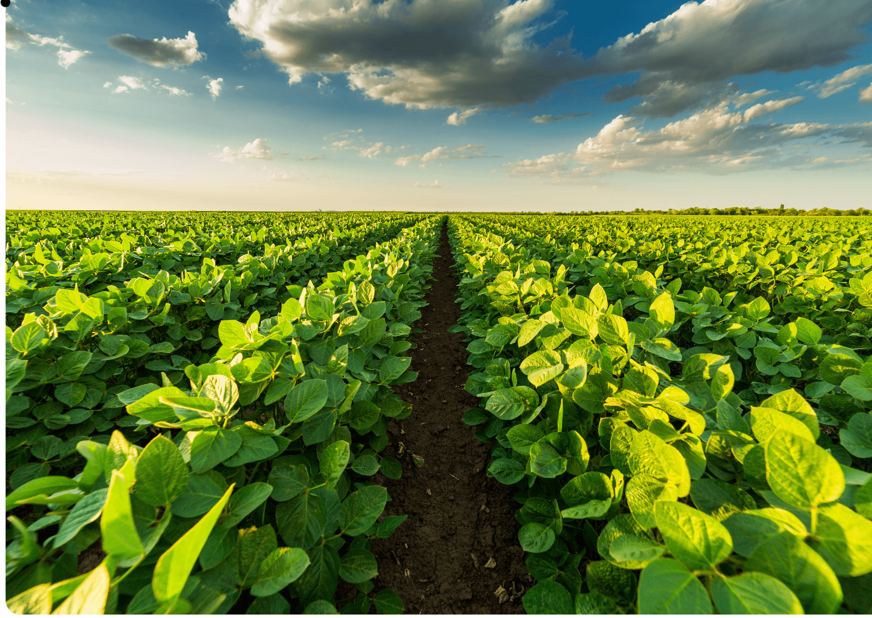 Certificate in Agriculture