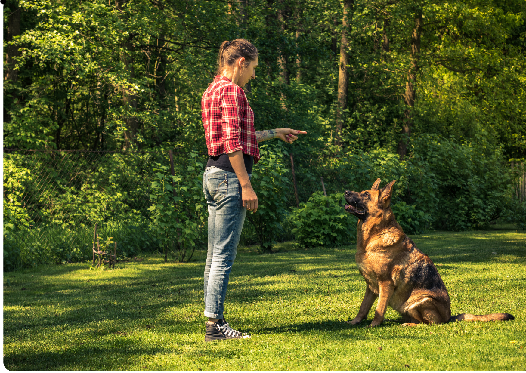 Dog Behavior Training