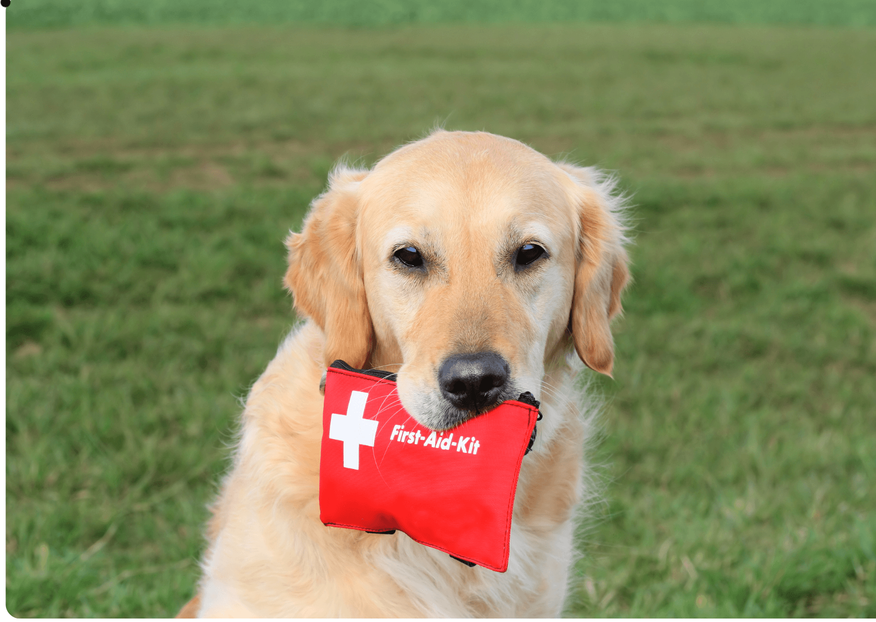 Pet First Aid Training