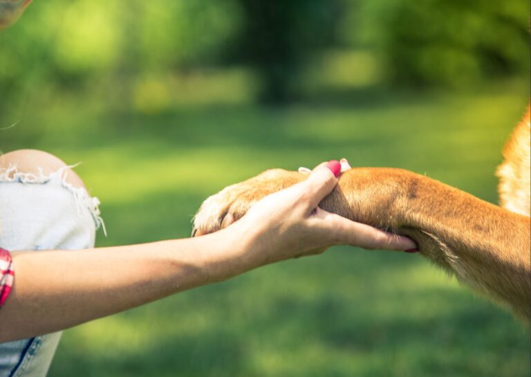 Canine Connection Certification